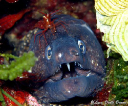 Moray with cleaning Shrimp - Canon G9 in Canon housing by Luca Dalle Donne 